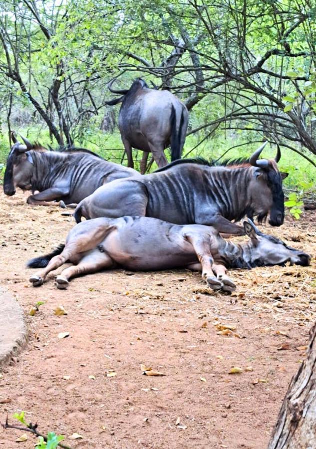 Lion King Villa มาร์ลอทพาร์ค ภายนอก รูปภาพ
